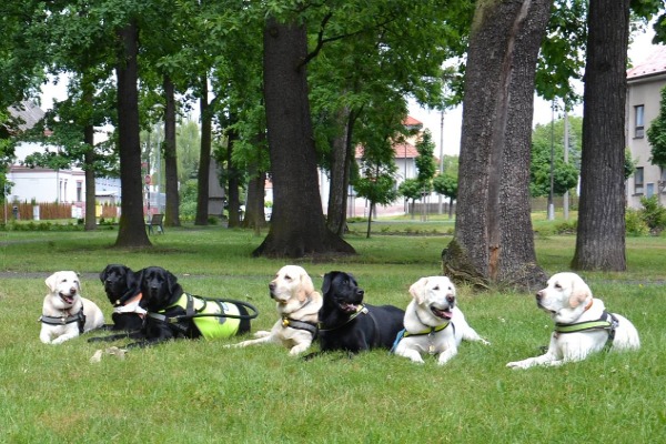 ilustrativní - vodící psi na louce